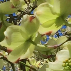 Meet your Posher, Yolanda